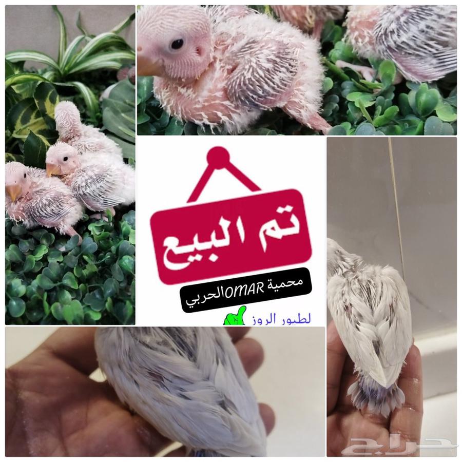 3 فروخ روز للبيع تم البيع64447256488193110