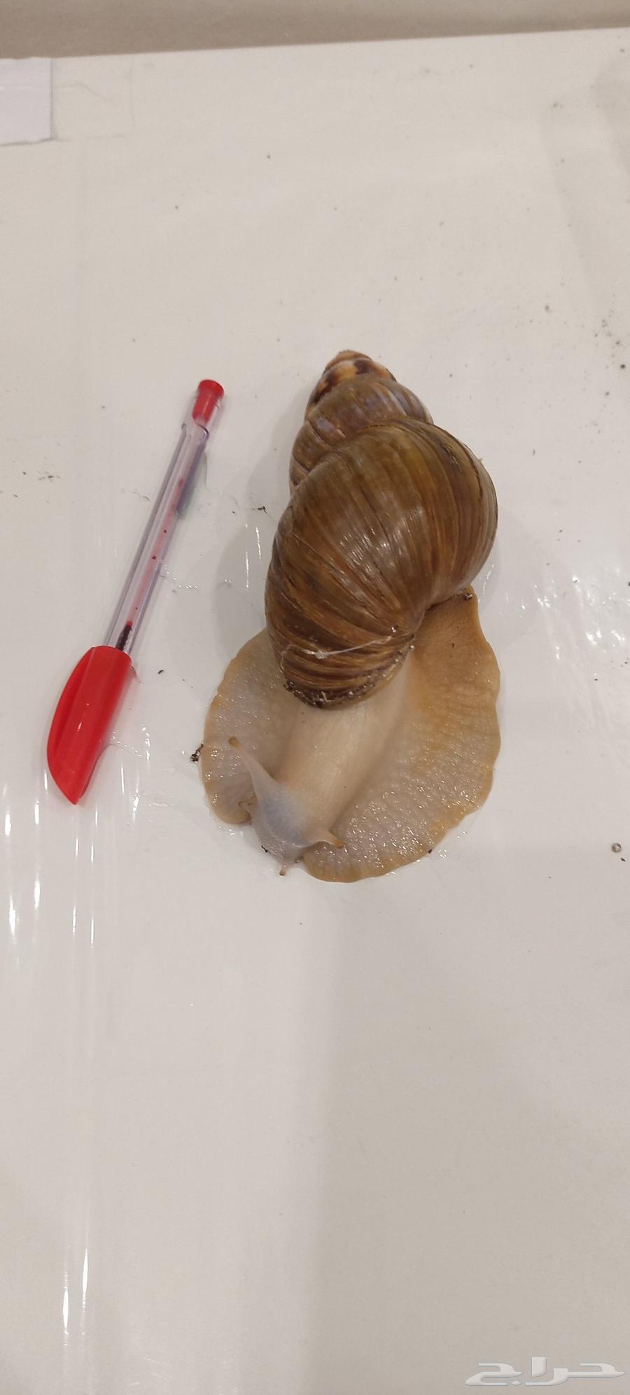 حلزون افريقي كبيير64530925704706110