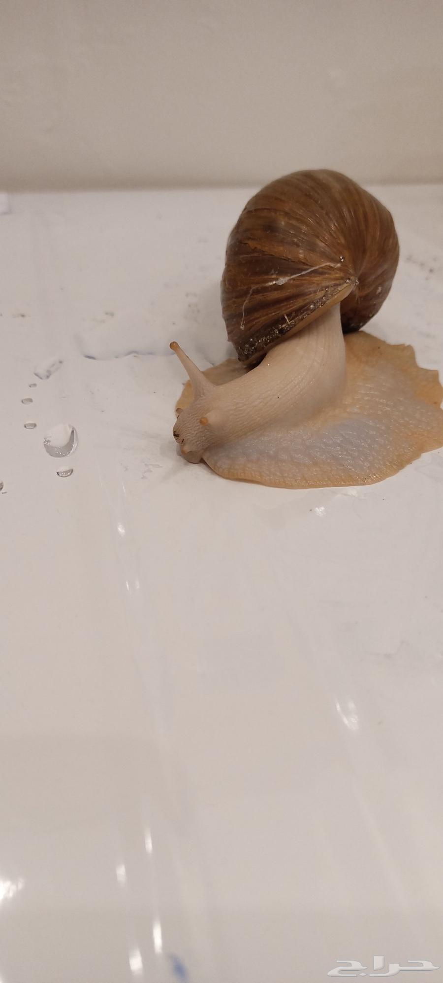 حلزون افريقي كبيير64530925704706112