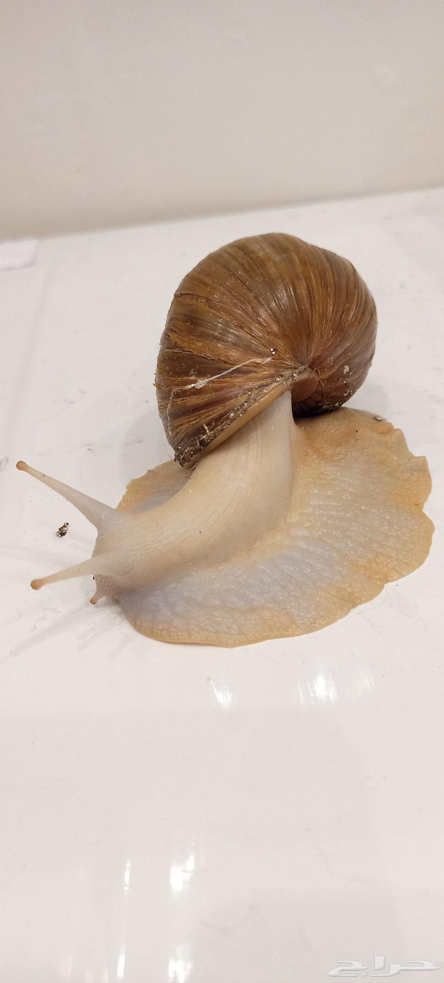 حلزون افريقي كبيير64530925704706111