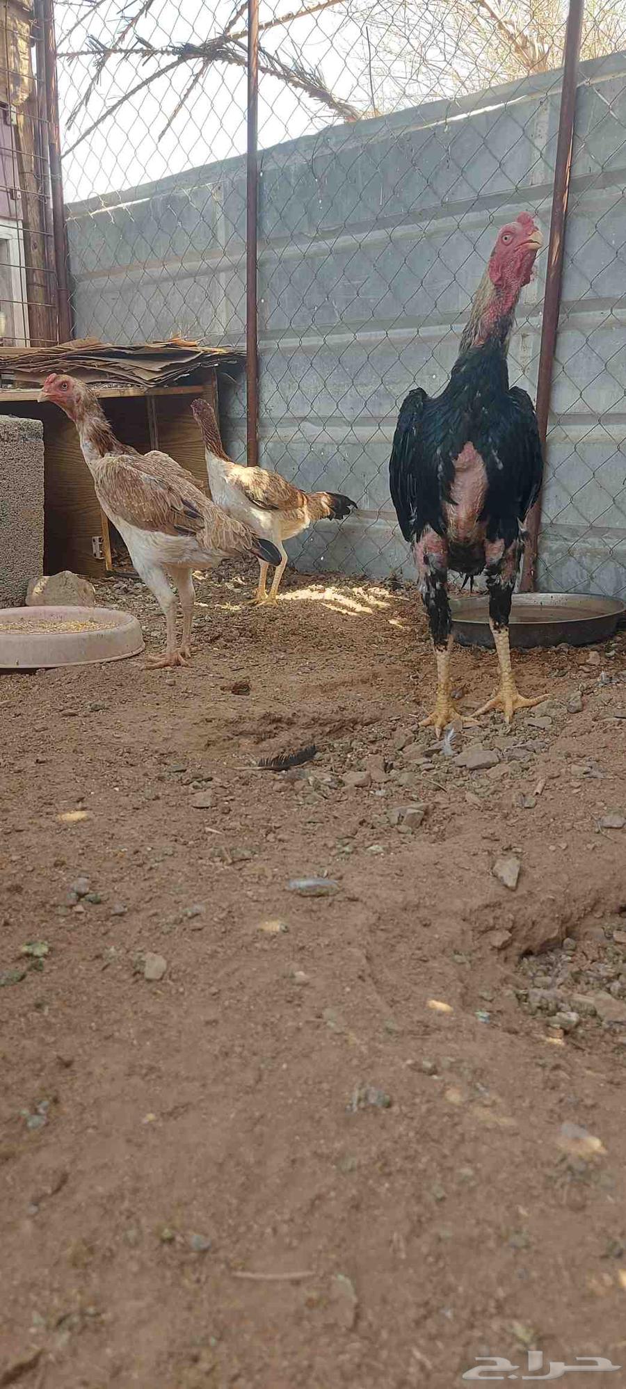 طقم شامو ياباني تم البيع64533104988035110