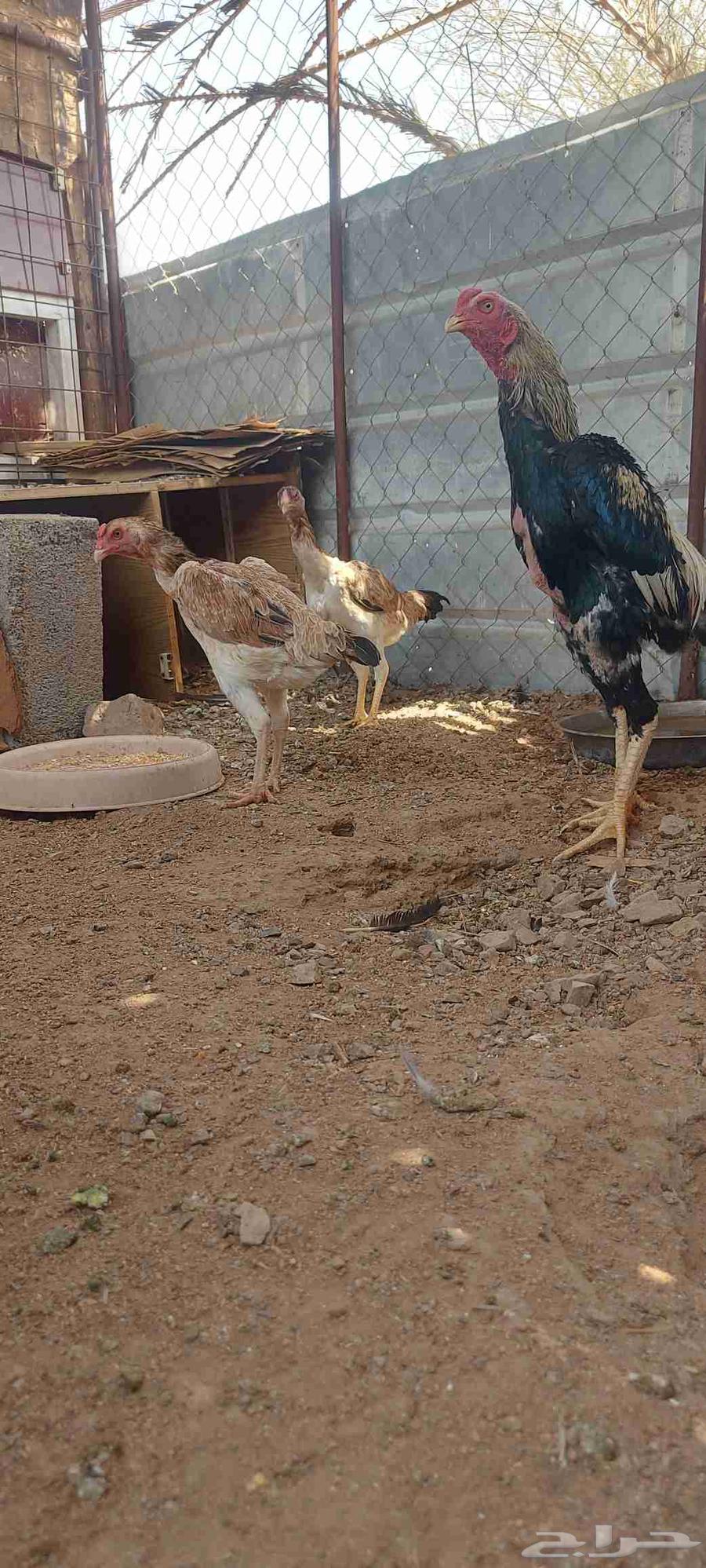 طقم شامو ياباني تم البيع64533104988035113