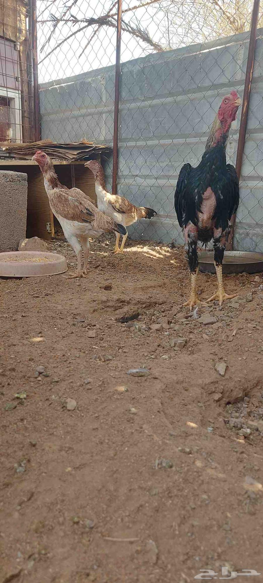 طقم شامو ياباني تم البيع64533104988035111