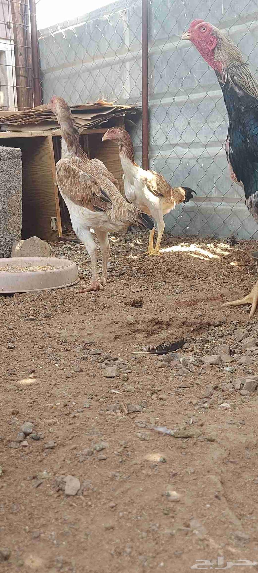 طقم شامو ياباني تم البيع64533104988035112