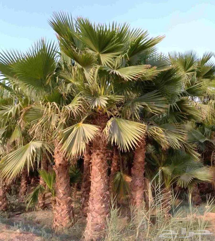 Washingtonian palm trees for sale in Riyadh, Jeddah, Qassim, Al-Kharj, all locations64531745519363110