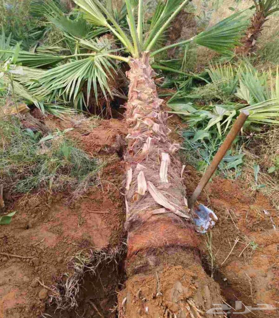 Washingtonian palm trees for sale in Riyadh, Jeddah, Qassim, Al-Kharj, all locations64531745519363112