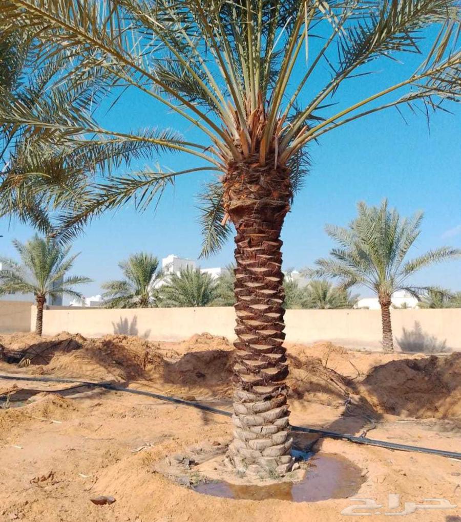 Palm trees for sale, Khalas, Sukkari, and Buri in Jeddah and Makkah Al-Mukarramah64534424747906114