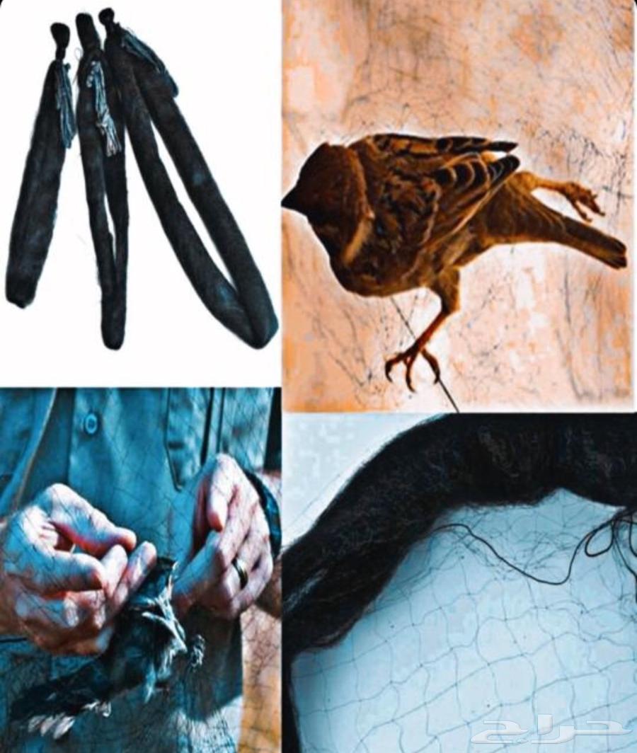 Bird hunting net64529576722946113