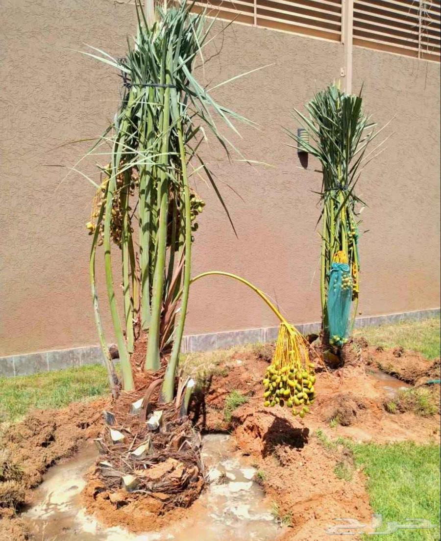 Washingtonian palm trees for sale in Riyadh, Jeddah, Qassim, Al-Kharj, all locations64531745519363114