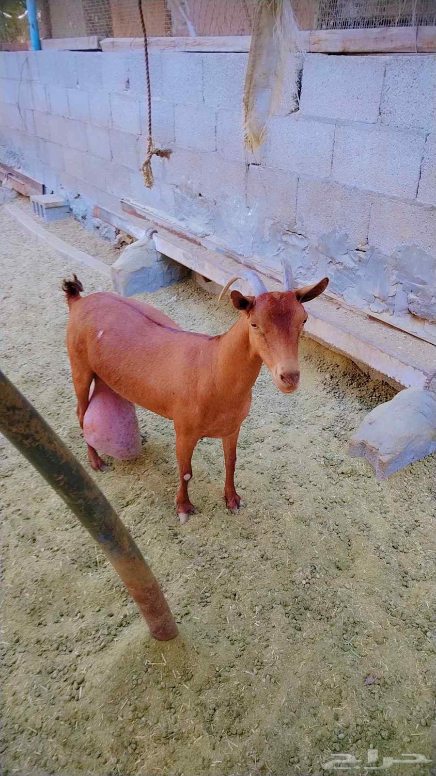 عنز جنوبيه64528922003331110