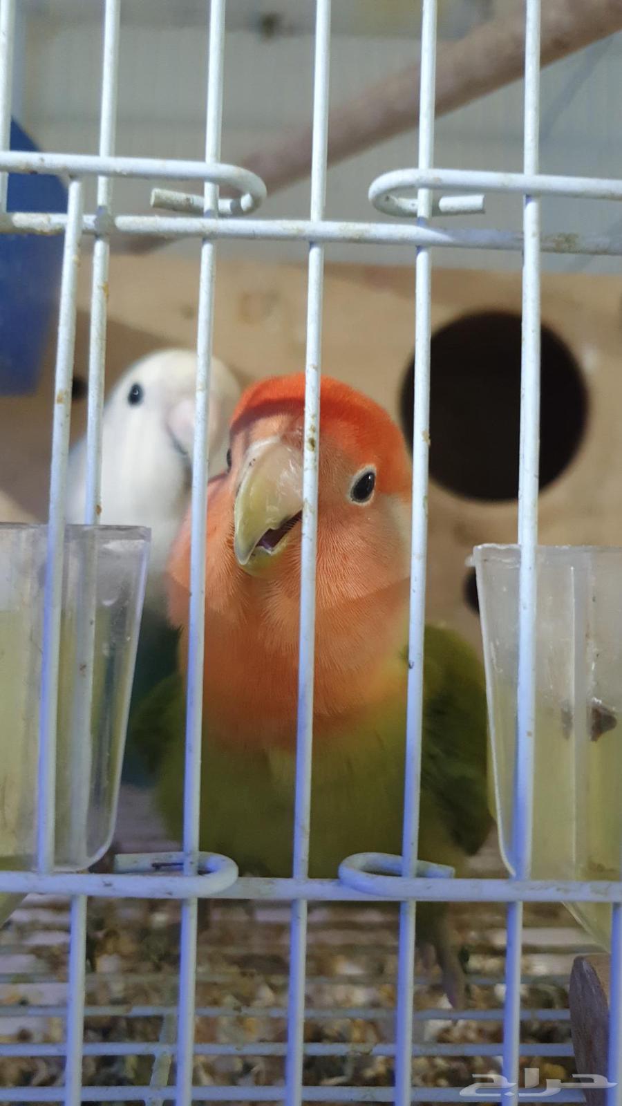 Bird of the Day64528168308995111