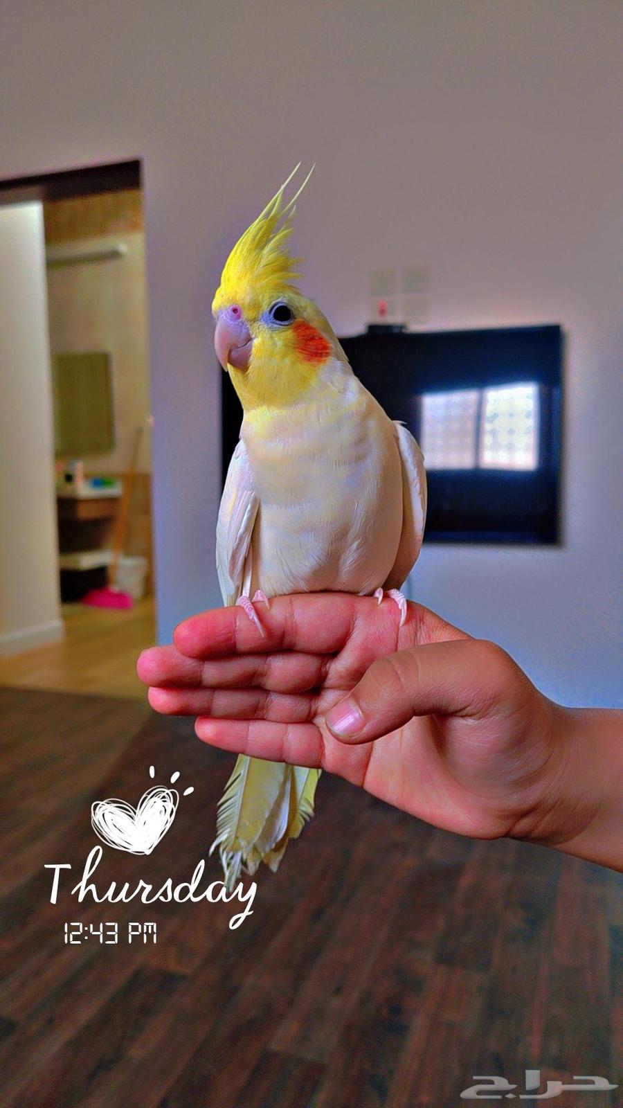 Crown Parrot.. Tame64529980822273110