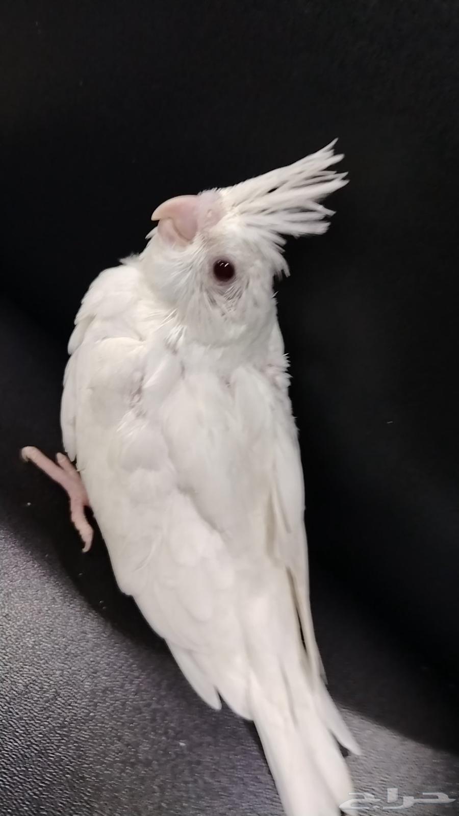 فرخ كروان البينو عيون حمر64443358018435111