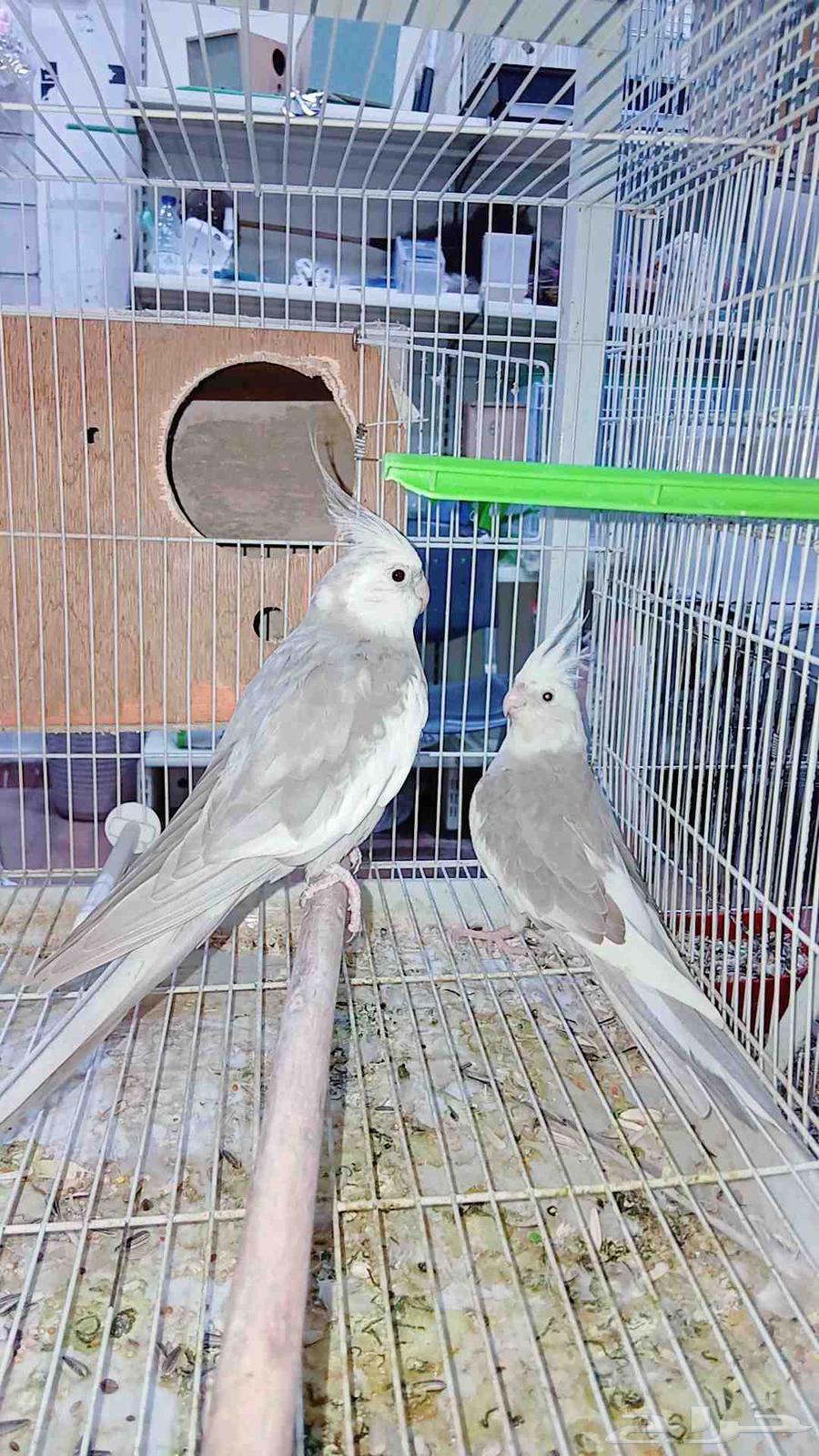 زوج كروان هولندي منتج شرط64527348104321112