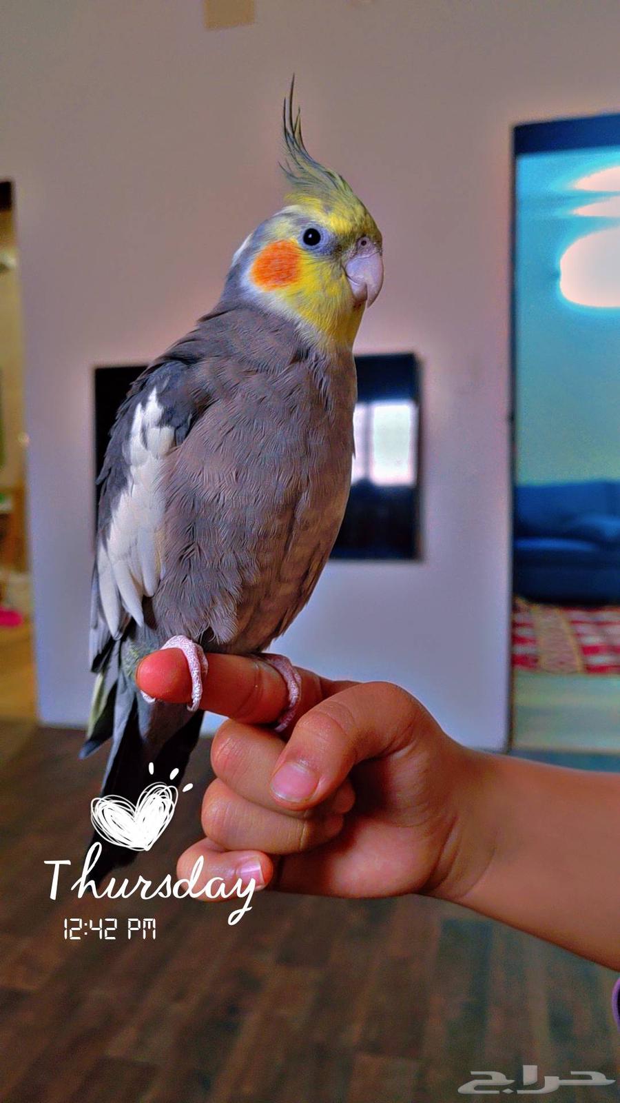 Crown Parrot.. Tame64529980822273111