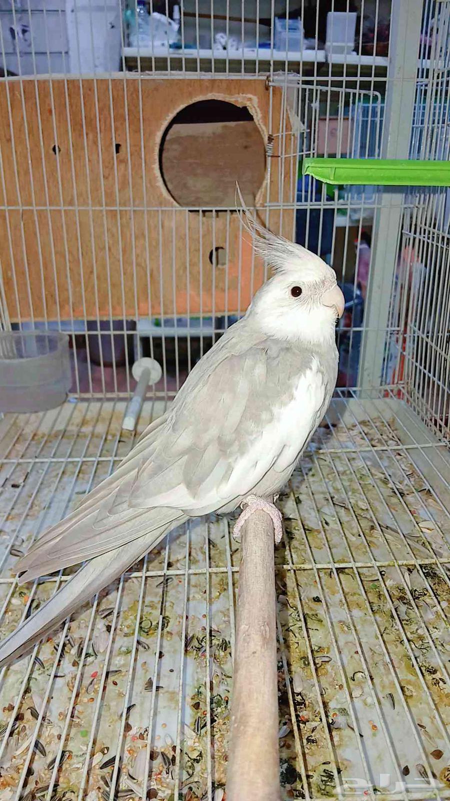 زوج كروان هولندي منتج شرط64527348104321111