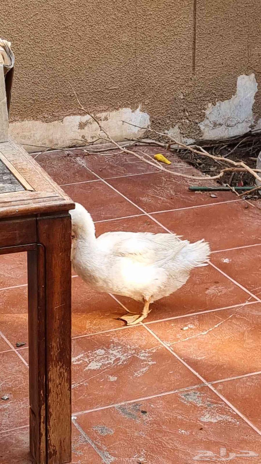 Duck64532818563970111