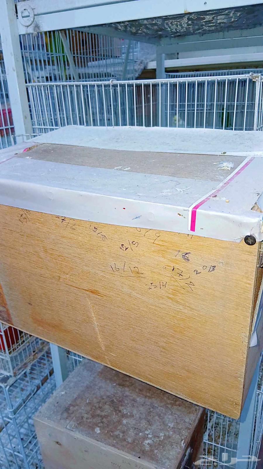 زوج كروان هولندي منتج شرط64527348104321113