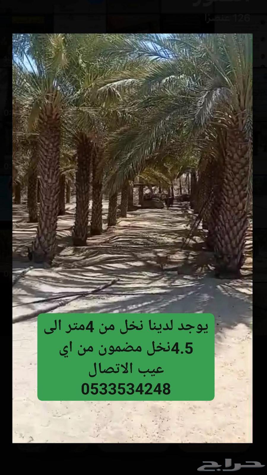 We have palm trees for sale, 4 meters in height64529868750082110