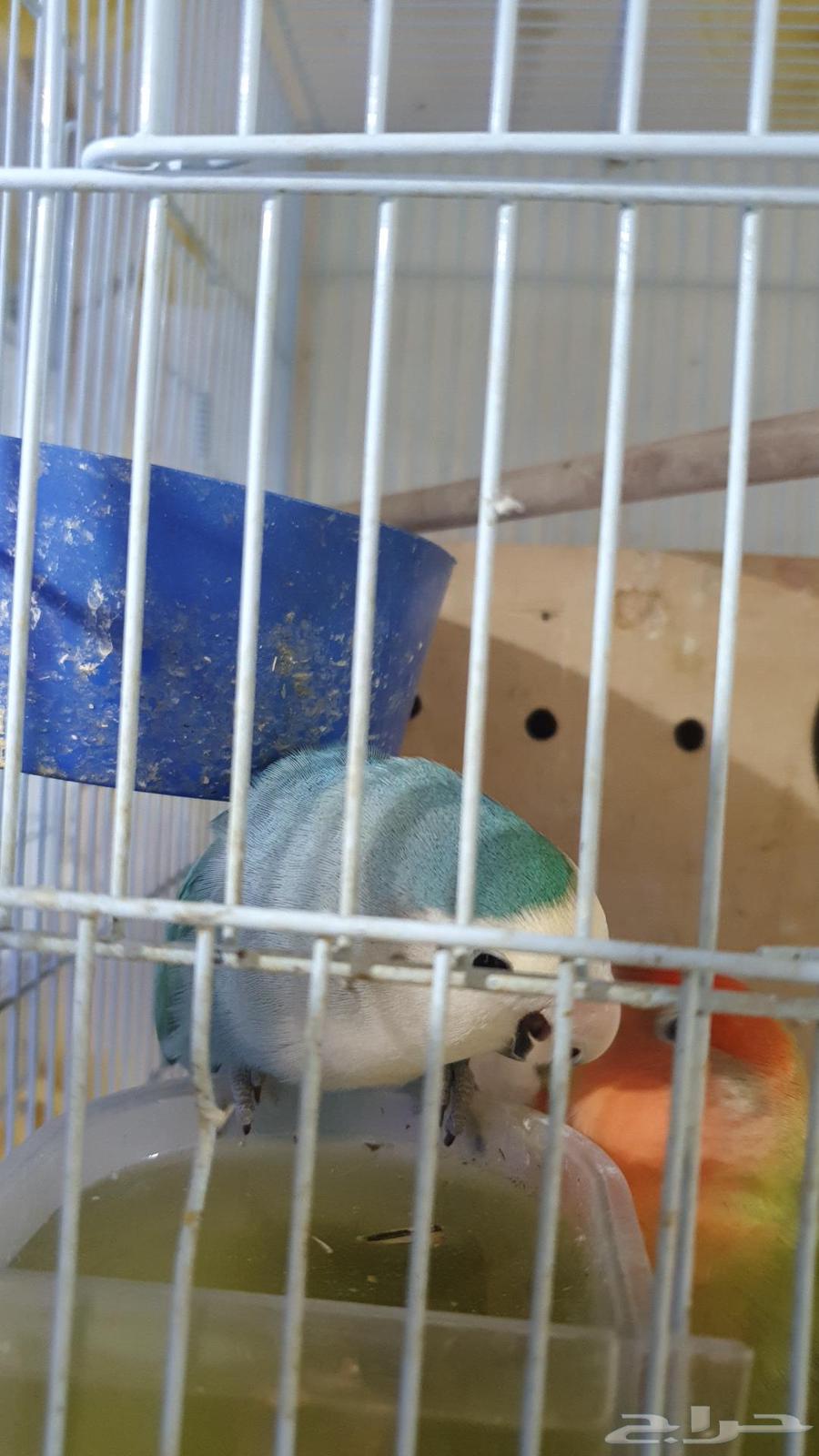 Bird of the Day64528168308995112