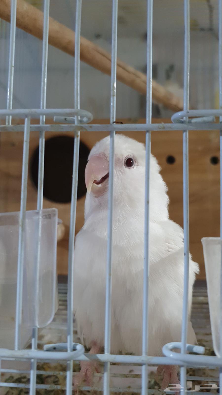 Bird of the Day64528168308995110