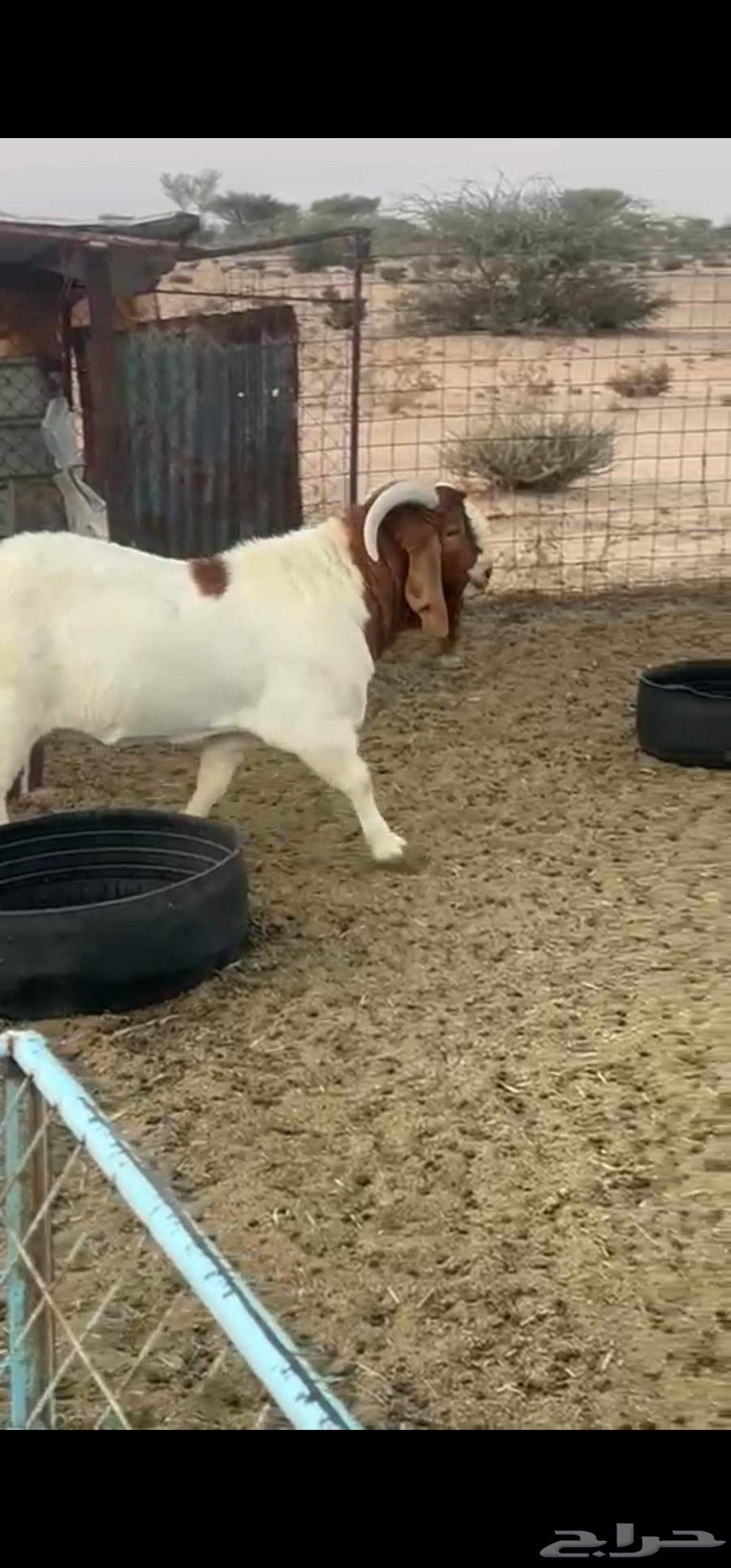 تيس بورقت بيور فاخر64530543756161110