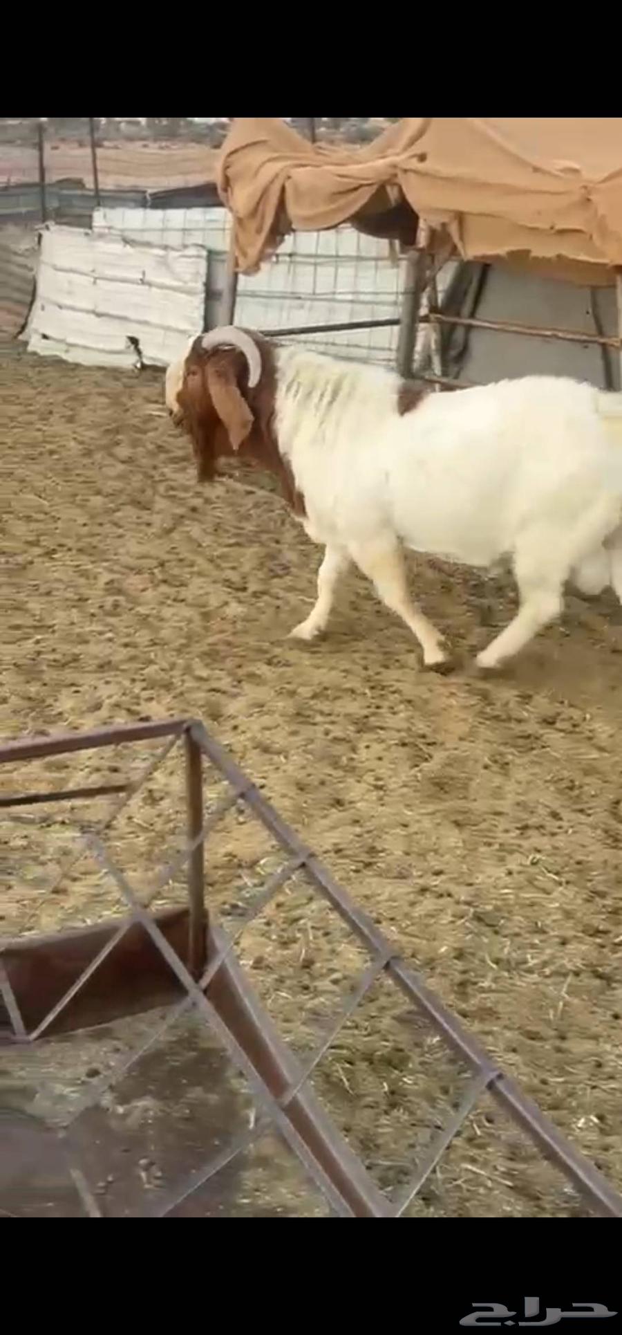 تيس بورقت بيور فاخر64530543756161114