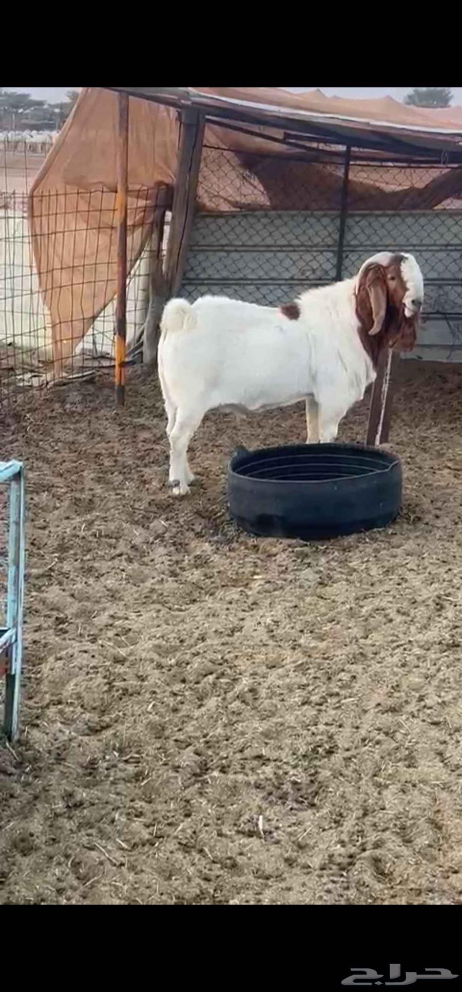 تيس بورقت بيور فاخر64530543756161112