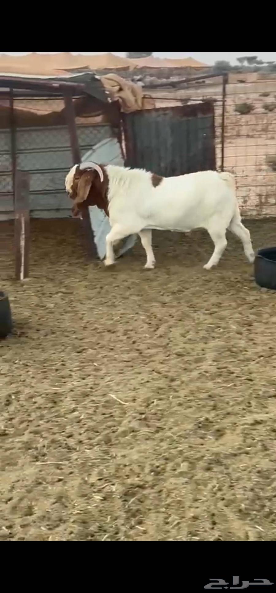 تيس بورقت بيور فاخر64530543756161113