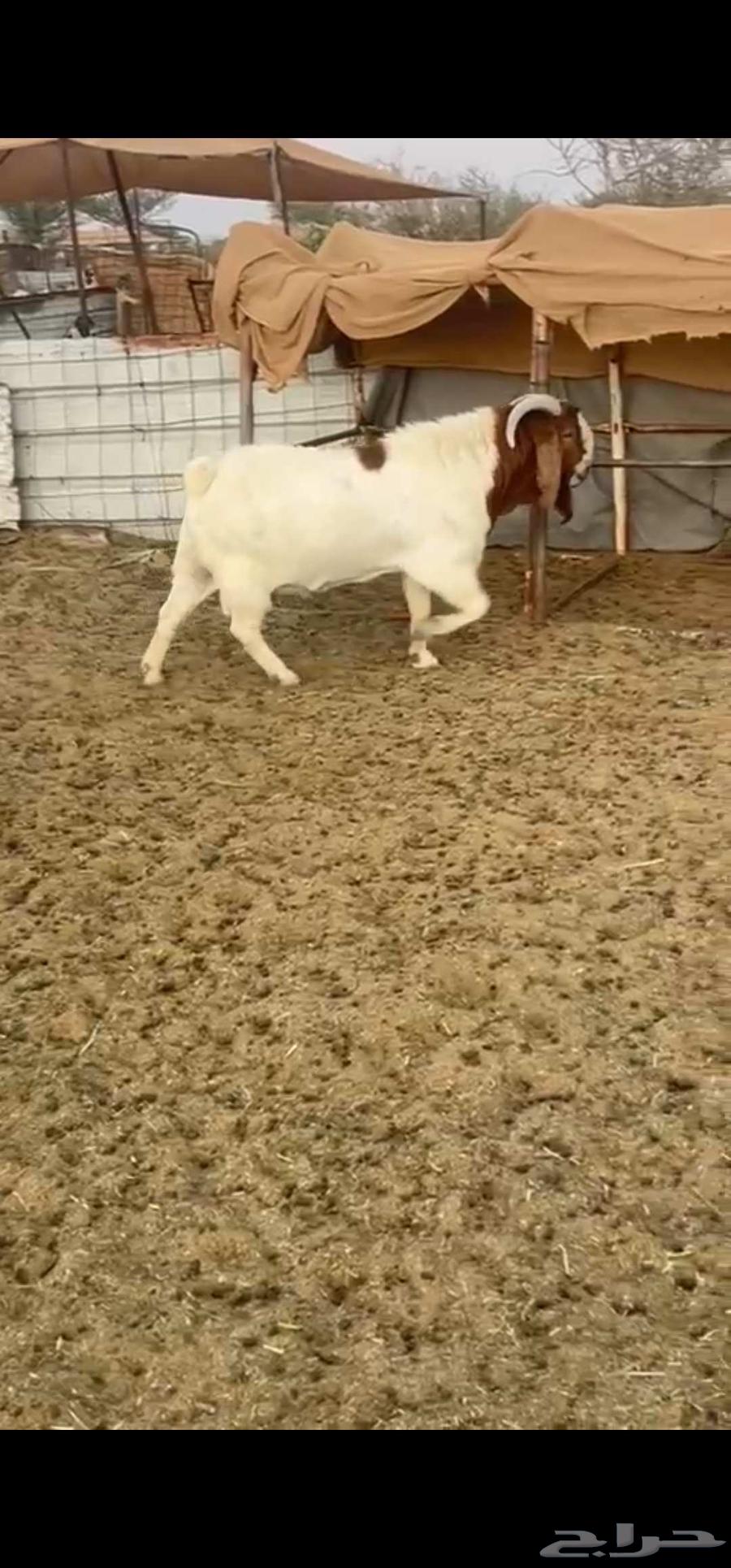 تيس بورقت بيور فاخر64530543756161111