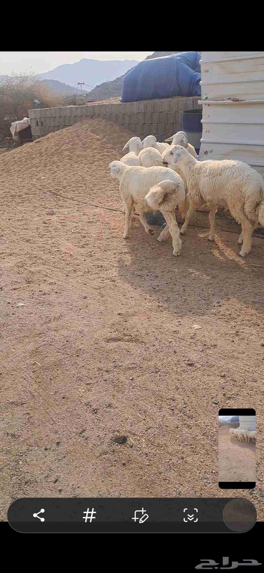 للبيع طليان منسبات64529292372866112