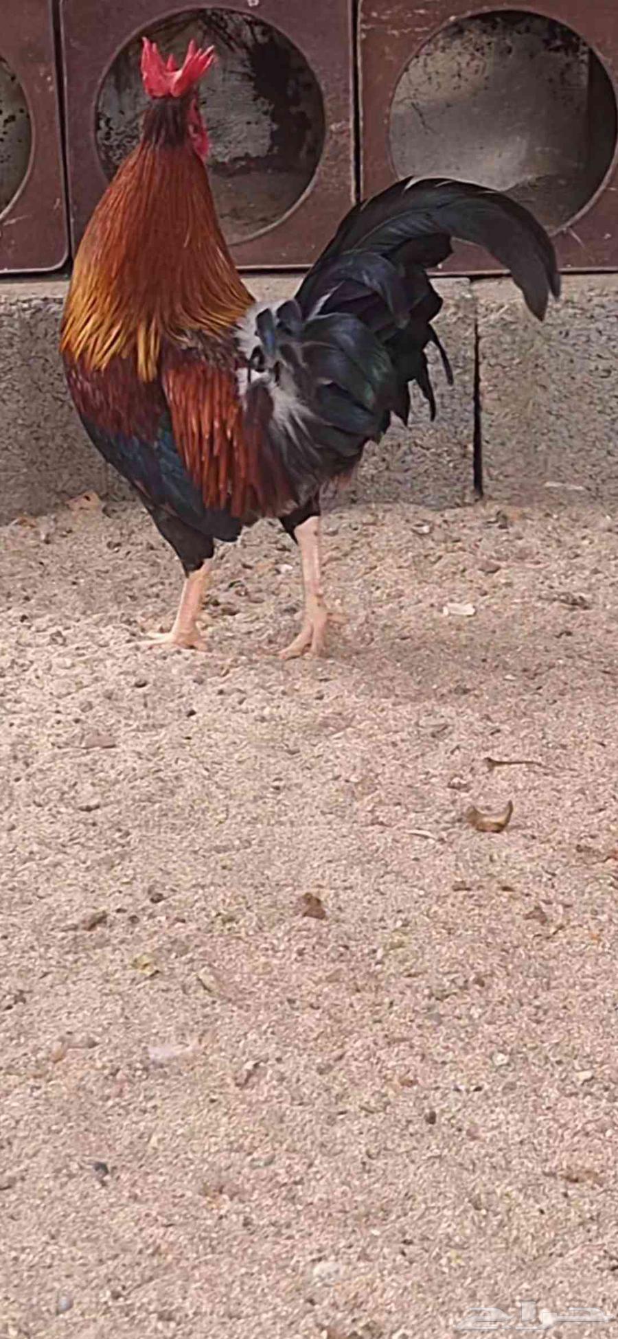 للبيع ديك   عربي أصيل64532085695619111