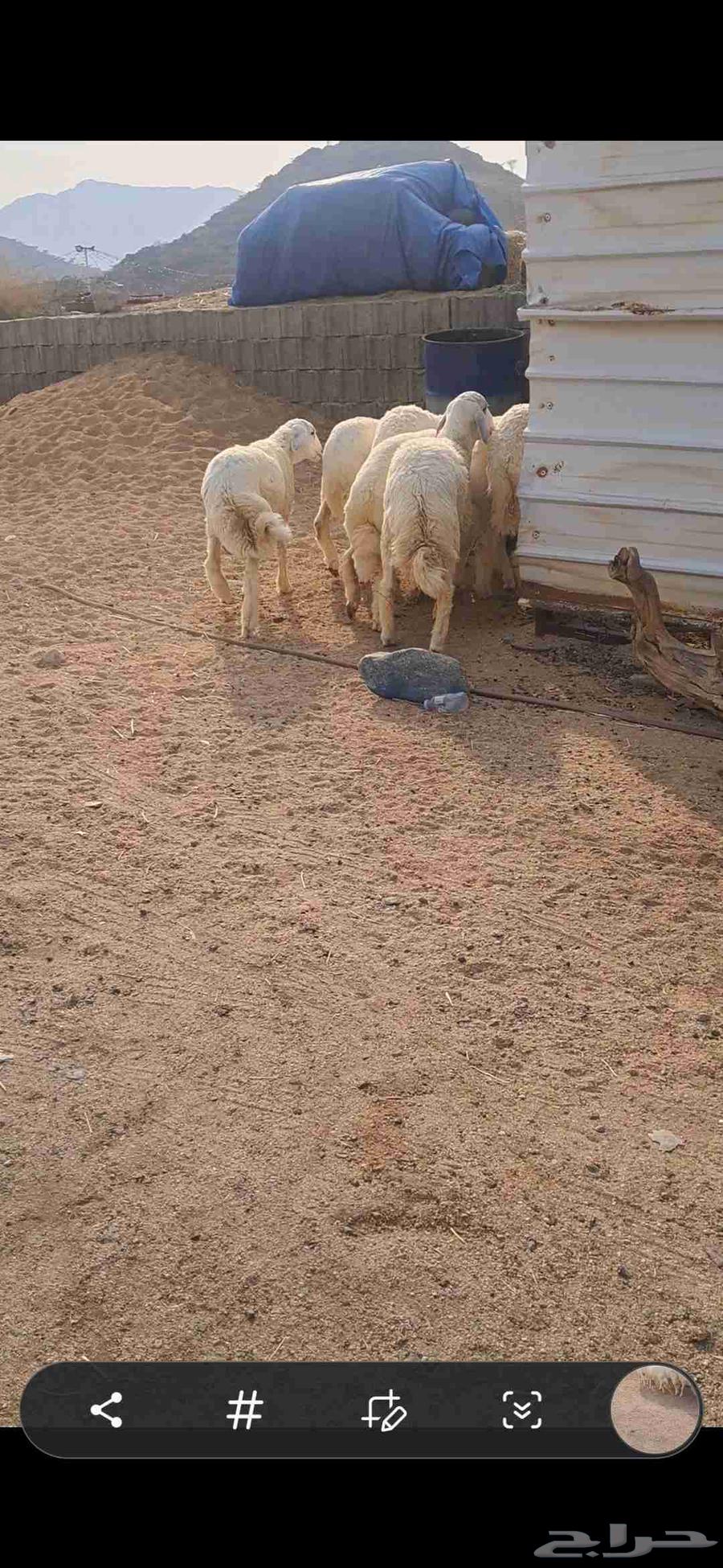 للبيع طليان منسبات64529292372866113