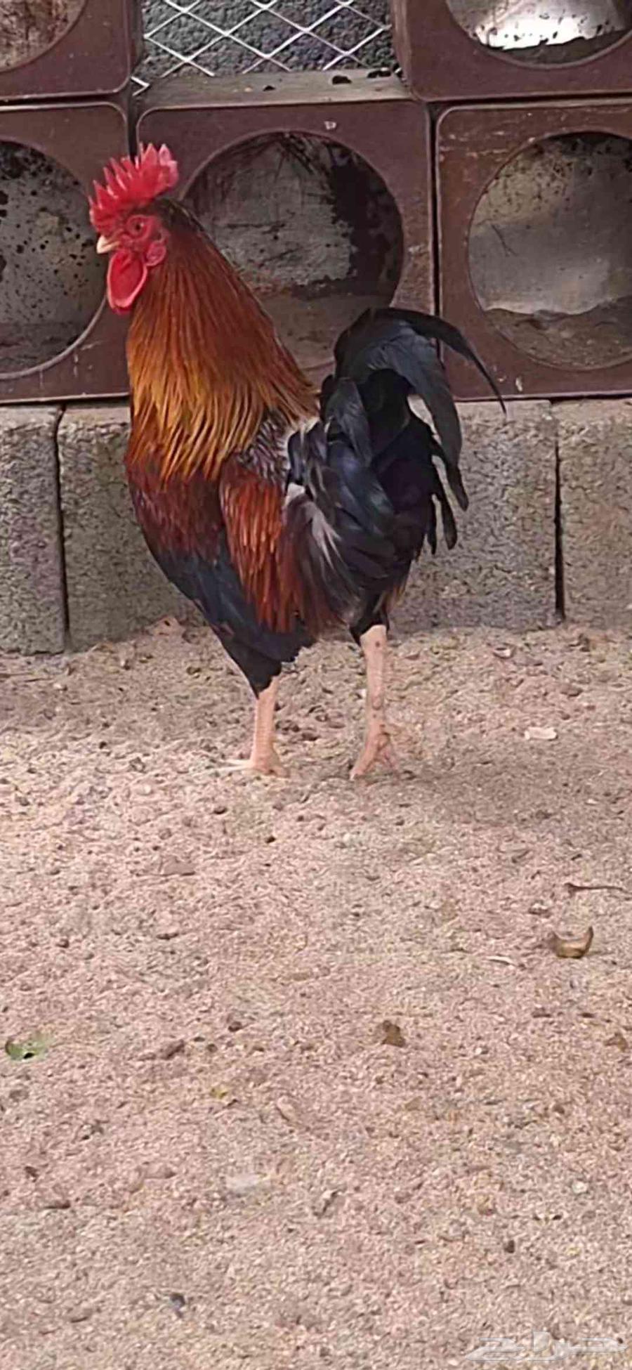 للبيع ديك   عربي أصيل64532085695619112