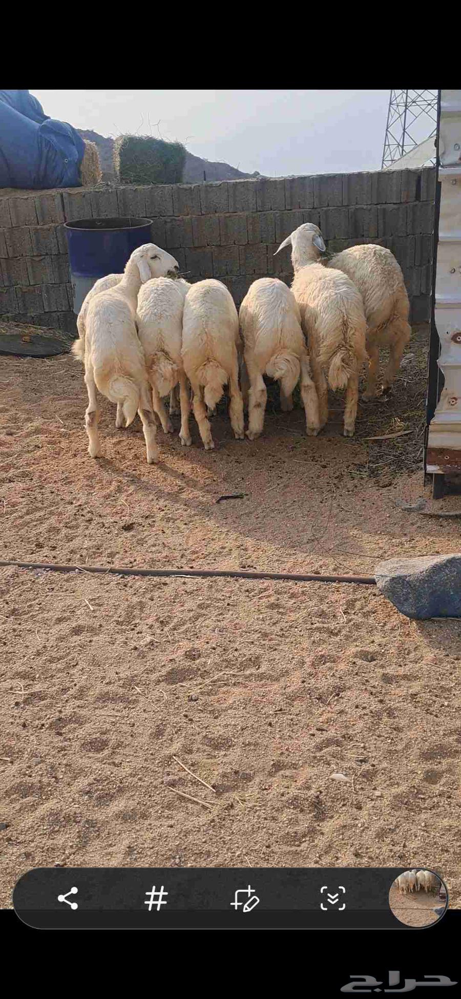 للبيع طليان منسبات64529292372866110