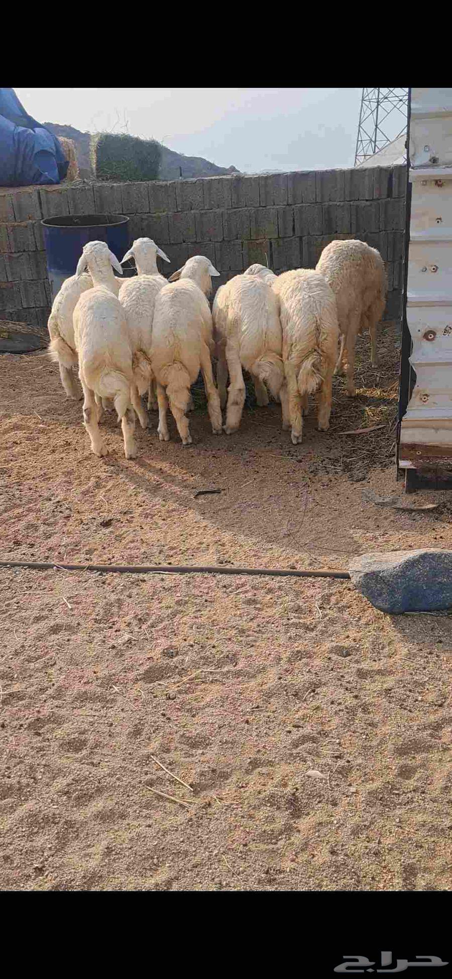 للبيع طليان منسبات64529292372866111