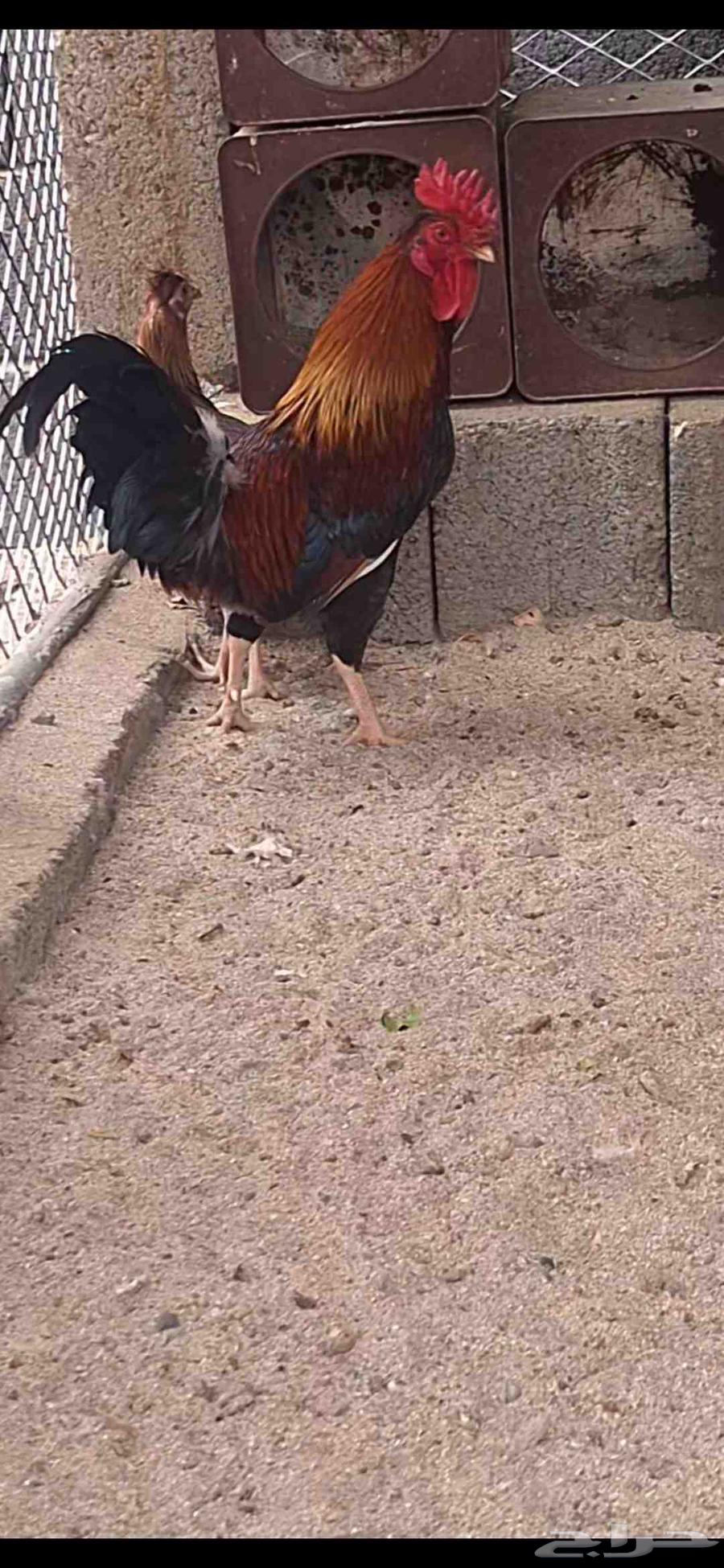 للبيع ديك   عربي أصيل64532085695619110