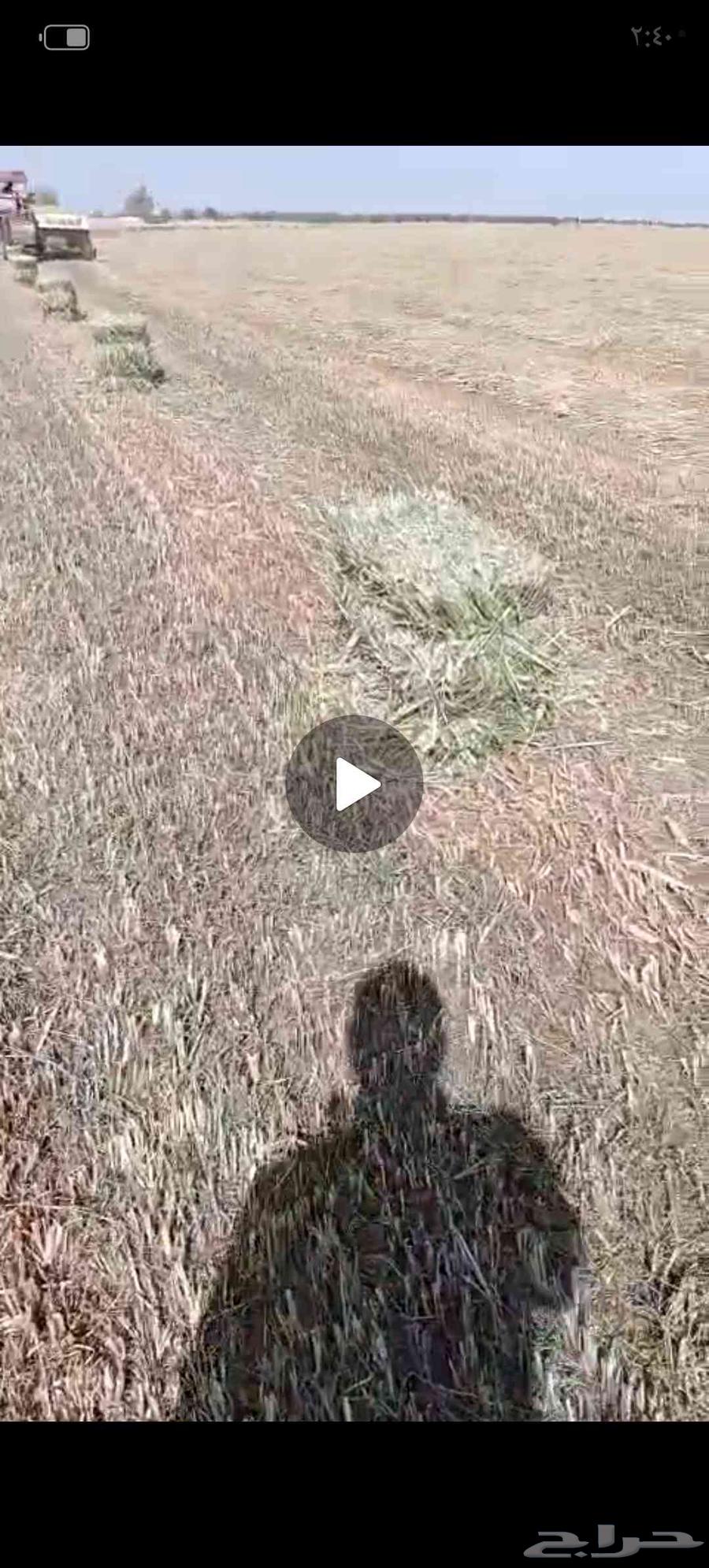 علف دخن سيم مشدود64530826352130112