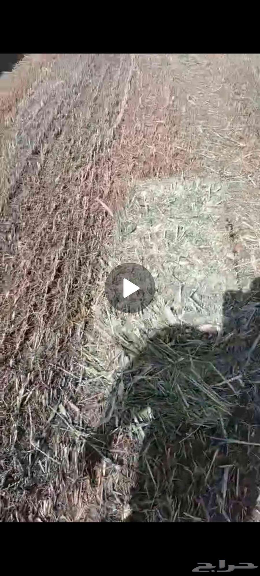 علف دخن سيم مشدود64530826352130111