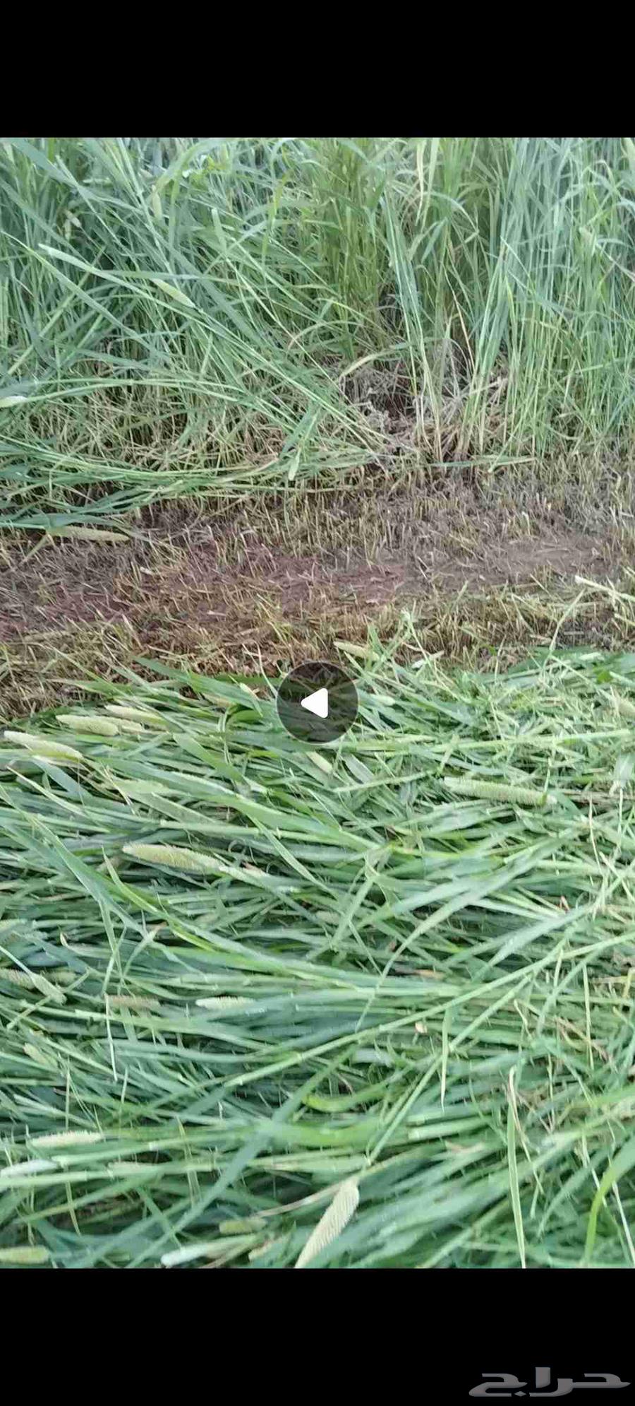 علف دخن سيم مشدود64530826352130110