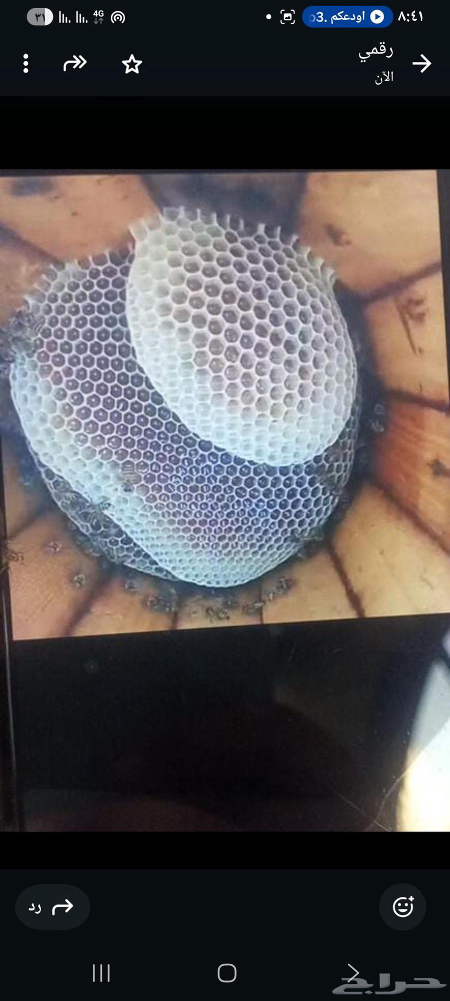 نحال لتنزيل النحل من الشجر وسطوح ودرايش البيوت64528795016193111
