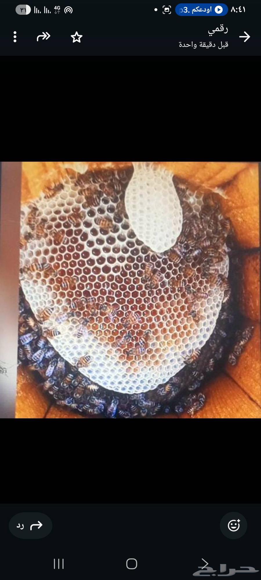 نحال لتنزيل النحل من الشجر وسطوح ودرايش البيوت64528795016193110