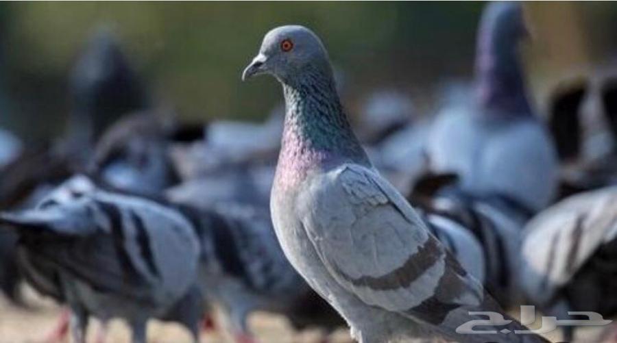 حمام سوادي للبيع64530078830338110