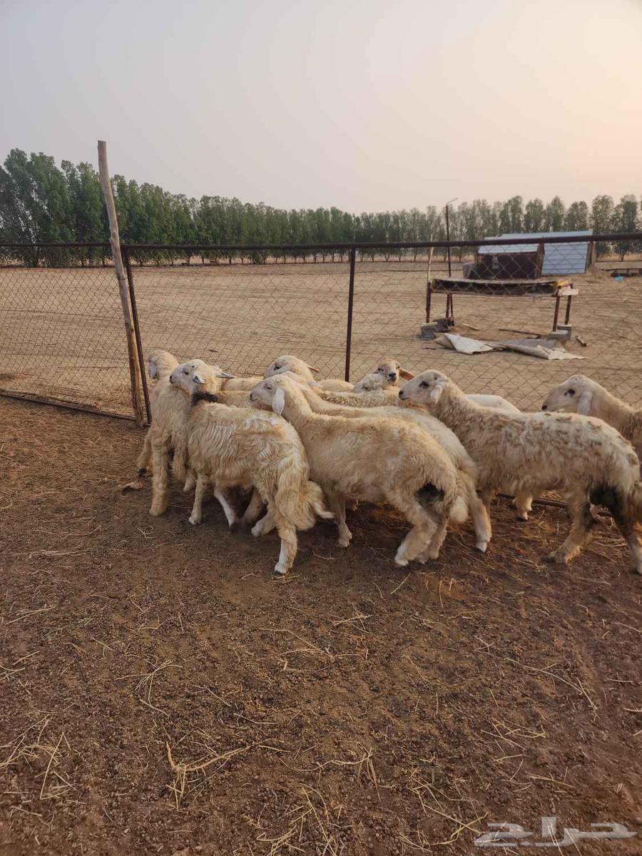 طليان جبره ذكور للمناسبات العدد 1164528493062787110