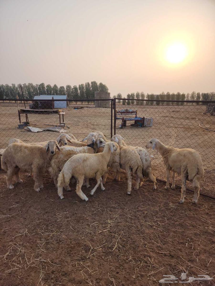 طليان جبره ذكور للمناسبات العدد 1164528493062787112