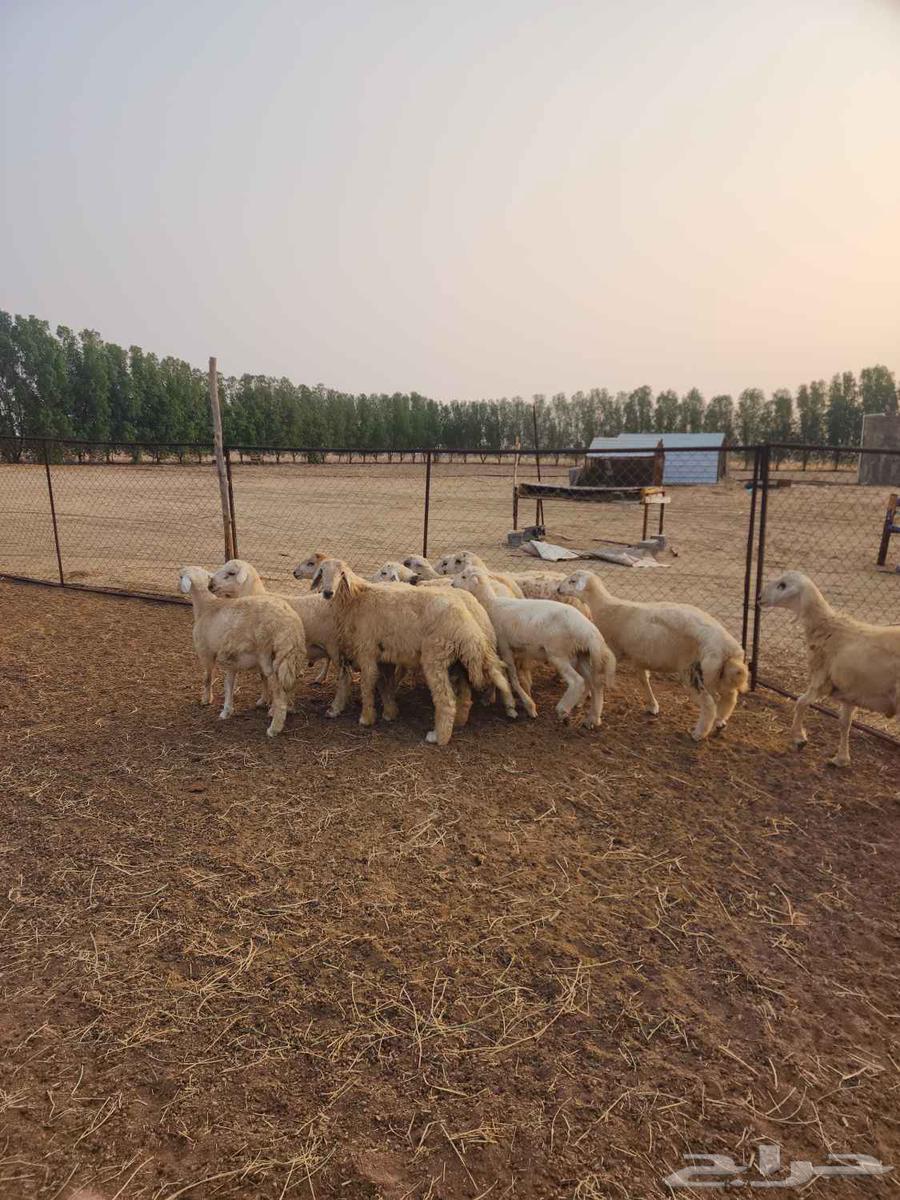 طليان جبره ذكور للمناسبات العدد 1164528493062787114