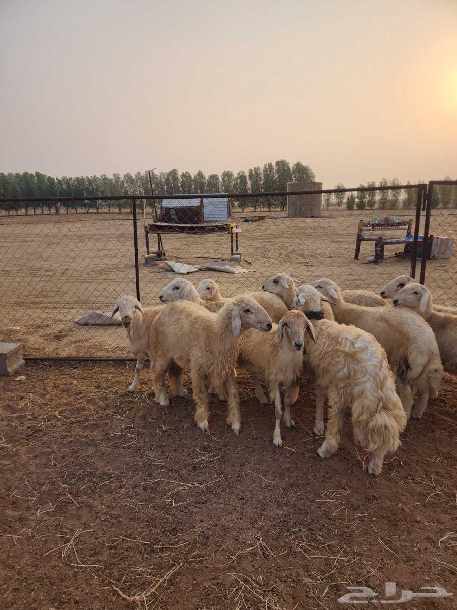 طليان جبره ذكور للمناسبات العدد 1164528493062787111