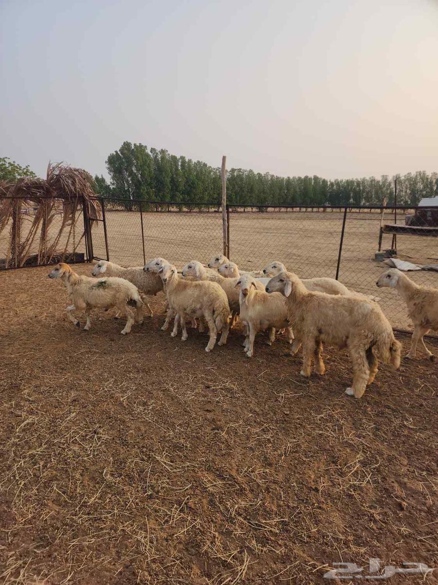 طليان جبره ذكور للمناسبات العدد 1164528493062787113