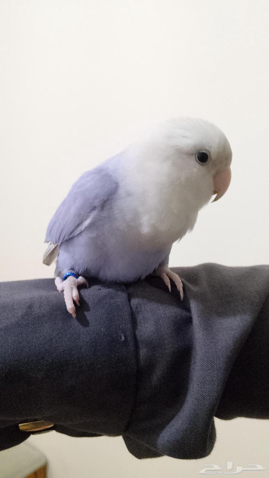 زوج روز اليف ومنتج64472089895171112