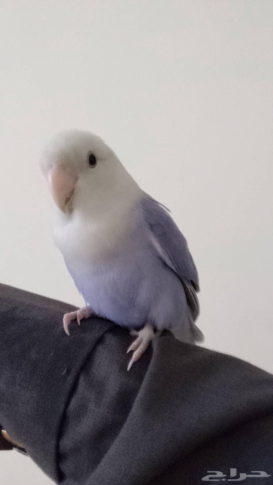 زوج روز اليف ومنتج64472089895171111